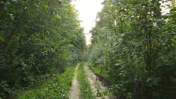 Natural Landscape in the Forest During the Day