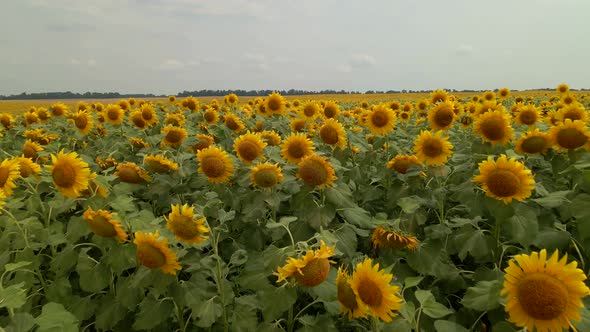 Drone Extremely Close Flies to Young Sunflowers on a Large Sunflower Field in Summer Sunny Day