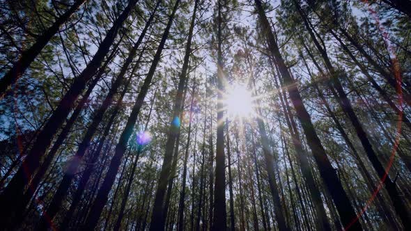 View up or bottom view of pine trees in the forest in the sunshine