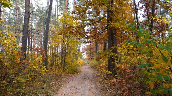 Autumn Forest Background Motion Cam