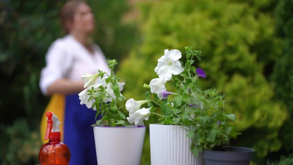 Closeup Flowers in Pots with Blurred Overweight Woman Prunning Tree at Background in Slow Motion