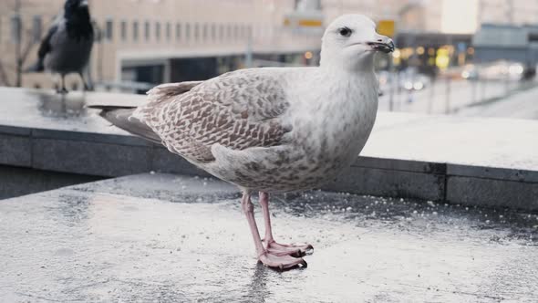 European Herring Gull Pecking Food With City In Background. - close up