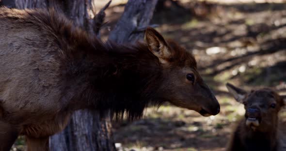 Animals 015 - Wild Deer