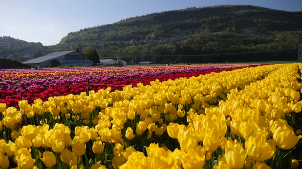 Yellow tulip flowers growing in a field.