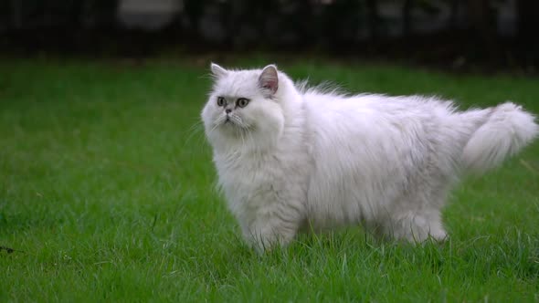 Cute Persian Cat Looking In The Park1