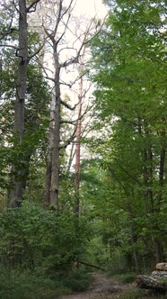 Vertical Video of a Forest in an Autumn Day