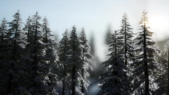 Beautiful Winter Landscape in the Mountains