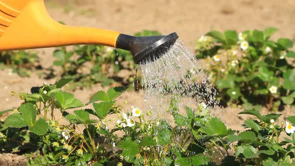 Watering Can Of Strawberry