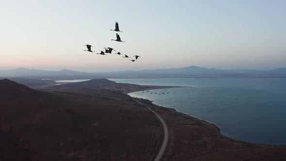 Aerial Footage of a Flock of Whitenecked Cranes at Sunset