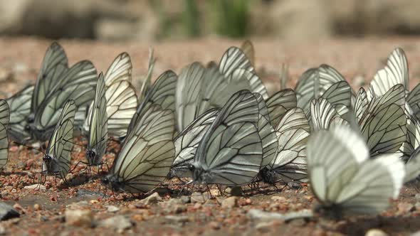 Large Flock of Aporia Crataegi Butterflies and Black-Veined White Butterfly on Ground Surface