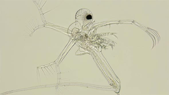 Zooplankton Under a Microscope, Prickly Water Flea Cercopagis Pengoi Crustacea