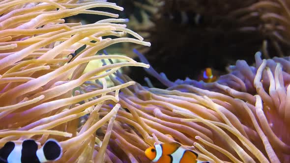 Amphiprion Ocellaris and Saddleback Anemonefishes