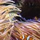 Amphiprion Ocellaris and Saddleback Anemonefishes - VideoHive Item for Sale