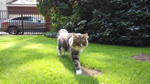 Cat Is Walking on the Green Lawn