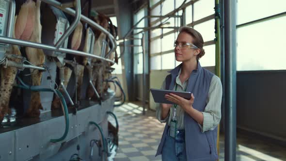 Farmer Control Livestock Milking Process Collecting Computer Data in Parlour