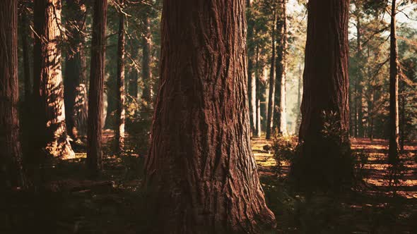 Giant Sequoias in the Giant Forest Grove in the Sequoia National Park