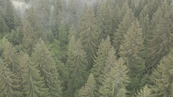 Ukraine, Carpathians: Forest Landscape. Aerial View. Flat, Gray