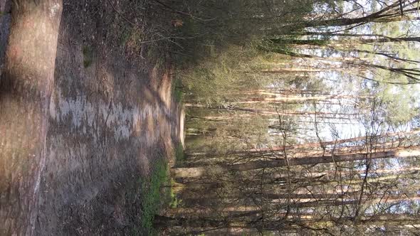 Vertical Video of a Road in the Forest