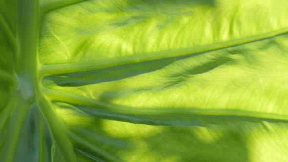 Alocasia odora leaves details and texture 4K 2160p 30fps UltraHD footage - Giant upright elephant ea