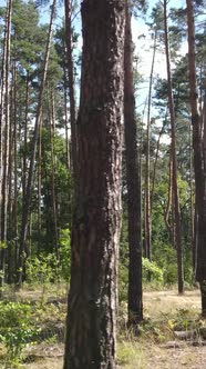 Vertical Video of Summer Forest By Day