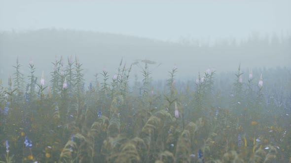 Wild Field Flowers in Deep Fog alt