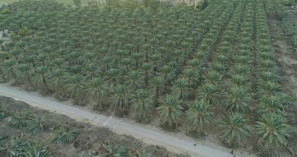 Aerial view of palm trees cut in a field, Dganya, Sea of Galilee, Israel.