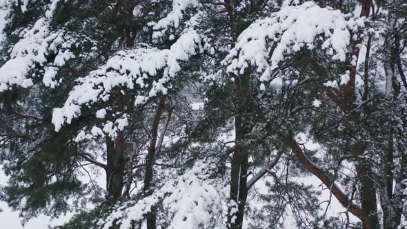 Pine Trees Covered With Snow, Very Cold Day