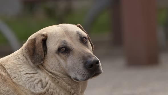 Mammal Animal Pet Dog Is Looking Sad