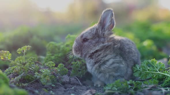 little rabbit eats the grass on a Sunny day, banny grey