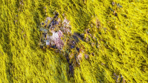 Grass with Green Moss Grows on the Surface of a Large Stone