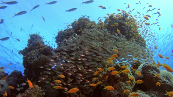 Underwater Glass-Fish Scene