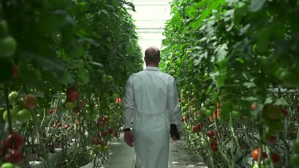 Specialist Walks Through Plantation with Growing Tomato Plants in Hydroponic Greenhouse Spbd