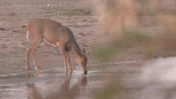 whitetail at a river in Montana