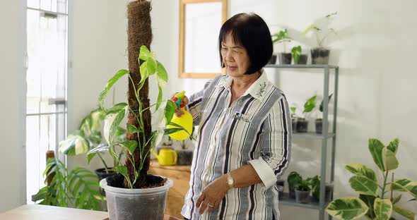 Asian Senior woman watering for green house indoor plant. Retired hobby and activity.