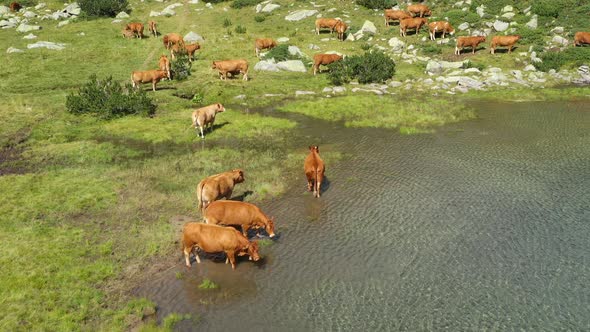 Herd Of Cows On Banderishki Lakes Fish Lake 3