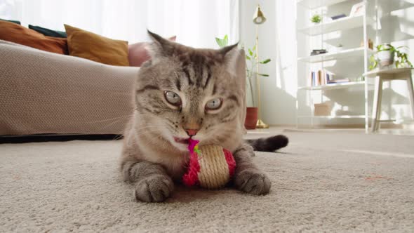 Funny Cat Playing with Toy Ball on Floor Closeup Scottish Fold Portrait