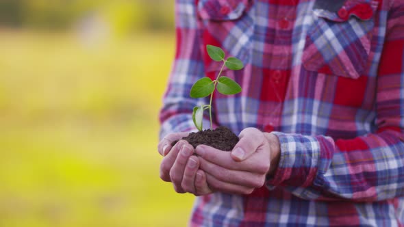 Farmer holding small plant in hands