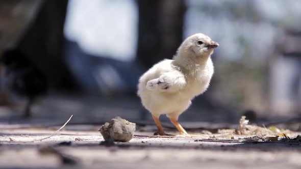Young Chick running towards Momma Hen, On A Sunny Day.