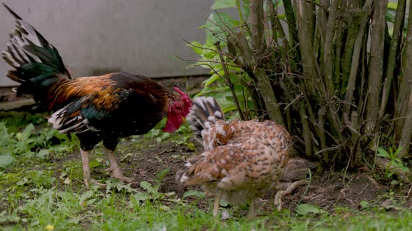a Family of a Rooster Hen and Three Chickens