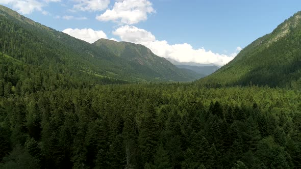 Mountain Forest Aerial View