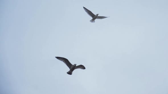 Two seagulls flying - Slowmotion 180fps