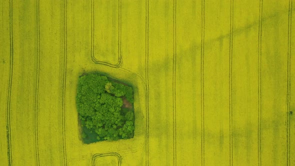 Fields full of rapeseed ((Brassica napus).Rapeseed canola