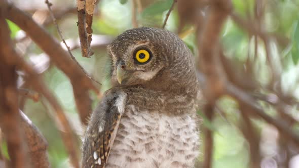 Close up from a Pearl-spotted owlet looking around and starts hooting