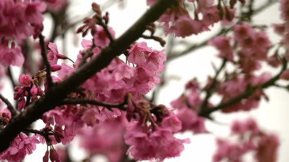 Pink Flower