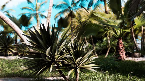 Tropical Palms and Plants at Sunny Day