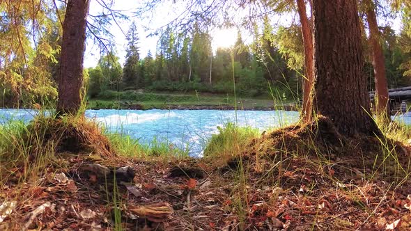 Meadow at Mountain River Bank. Landscape with Green Grass, Pine Trees and Sun Rays. Movement on