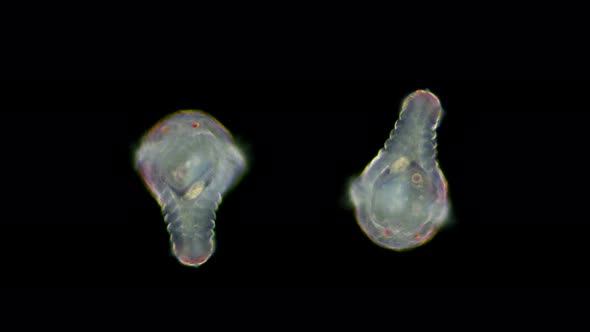 Polychaeta Worm Larva at Metatrochophore Stage Under a Microscope, Planktonic Organism
