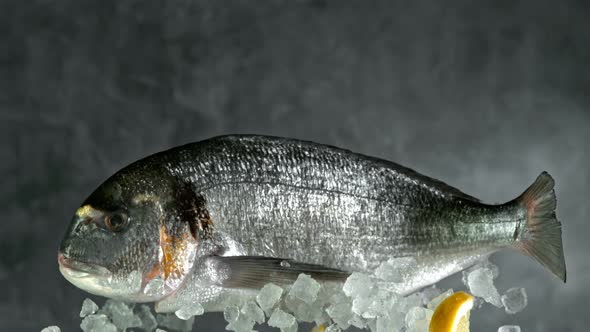 Super Slow Motion Shot of Flying Fresh Bream Fish and Crushed Ice at 1000 Fps