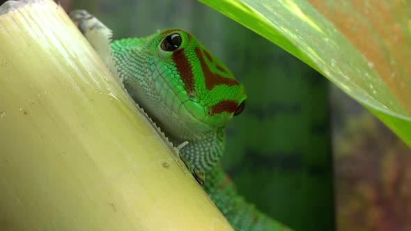 Crimson Giant Day Gecko being fed a snack