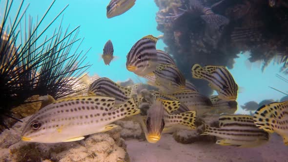 Colorful Sweetlips Fish